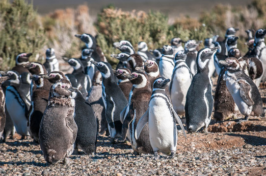 Magellanic penguins in Patagonia, Argentina