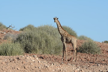 Giraffe in Namibia