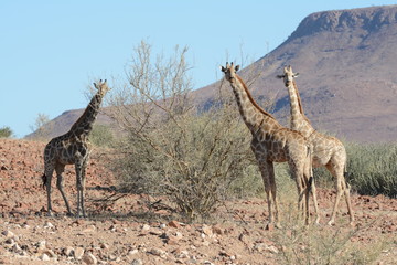 Naklejka na ściany i meble Giraffe in Namibia