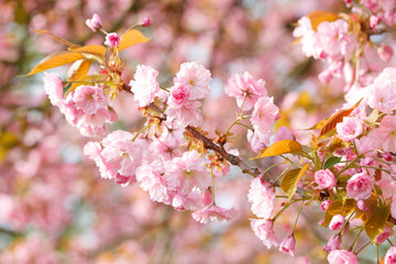 sakura flowers cherry blossoms
