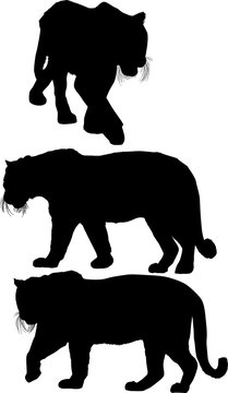 three large isolated black tiger silhouettes