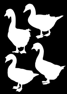 set of four goose silhouettes isolated on black