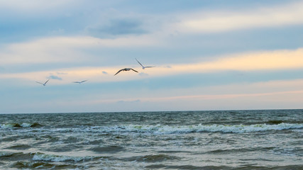Birds sea