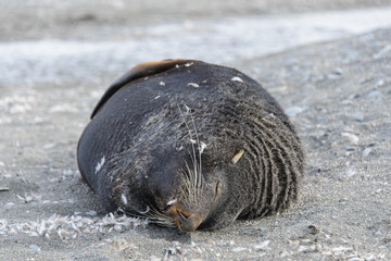 Fur seal