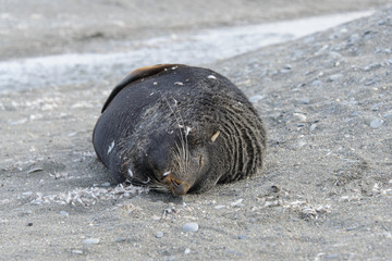 Fur seal