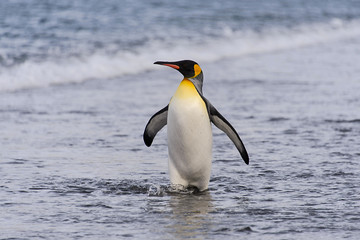 Fototapeta na wymiar King penguin going from sea