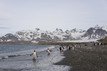 South Georgia landscape