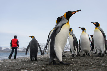 Fototapeta premium King penguins