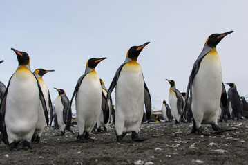 Naklejka na ściany i meble King penguins
