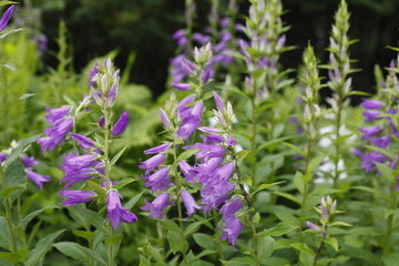 Blühende violet geranium wallichianum Blume