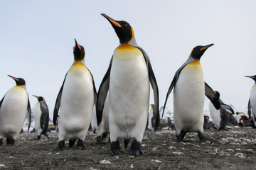 Fototapeta premium King penguins