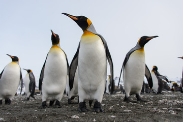 Fototapeta premium King penguins