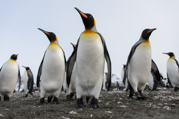 Fototapeta premium King penguins