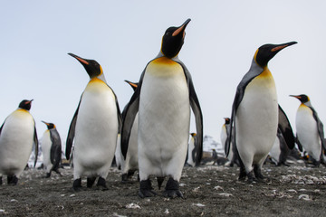 King penguins