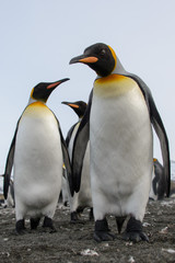 Fototapeta premium King penguins