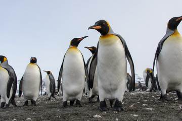 Fototapeta premium King penguins