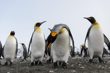 Fototapeta premium King penguins