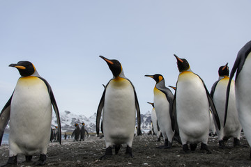 Fototapeta premium King penguins