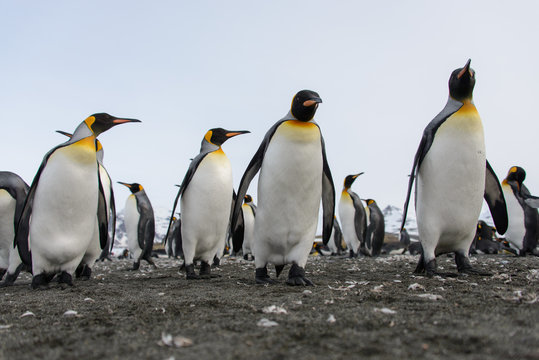 King penguins