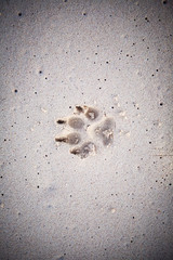 Single dog track on white sand beach