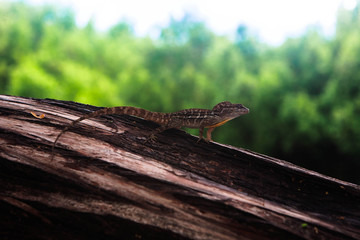 Lizard on a tree