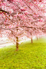 Flowering cherry tree