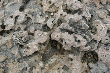 Close up of a coral formation