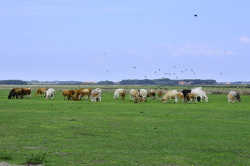 grassland with cows Texel, in The Netherlands