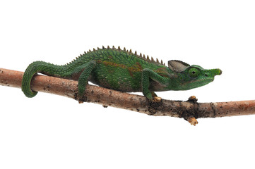 Male Lizard Antimena chameleon isolated on white background