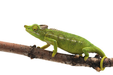 Female Lizard Antimena chameleon isolated on white background