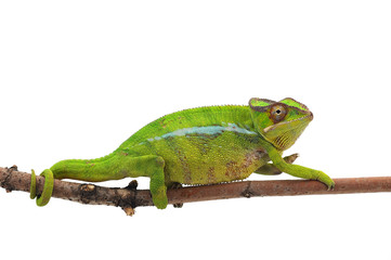 Yellow lizard Panther chameleon isolated on white background