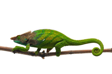 Male O'shaughnessy's chameleon isolated on white background
