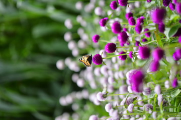 butterfly on purple flower in a summer garden