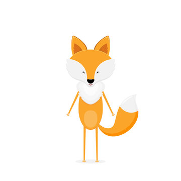 Red Fox on white background