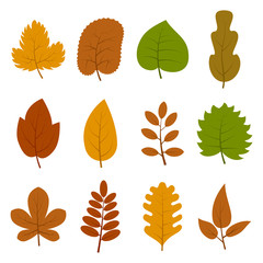 Set of twelve different autumn leaves isolated on white background. Vector illustration. 
