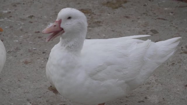 White ducks in the Buen Retiro Park in Madrid, Spain. 4k