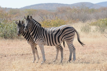 Fototapeta na wymiar Zebra in Namibia