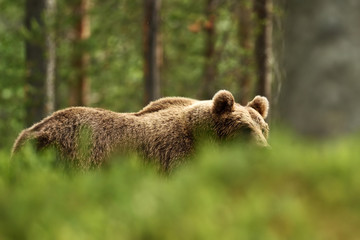 Brown bear walking behind a hill in forest