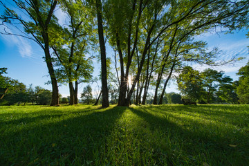 Sunlight through the trunks of trees. Morning in the summer park