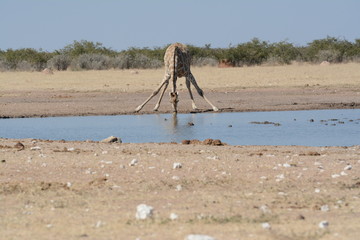 Fototapeta na wymiar Giraffe in Etosha