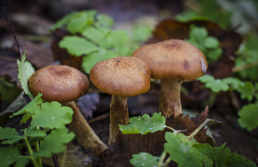 autumn mushrooms honey agarics growing in the forest