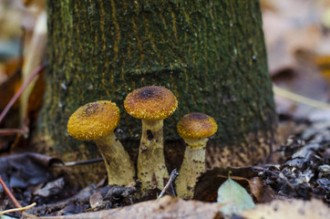 autumn mushrooms honey agarics growing in the forest