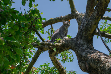 Cat in the apple tree