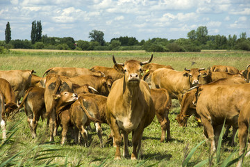 Herd of limousine cows