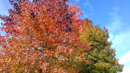 colorful autumn leaves on blue sky backdrop