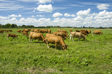 Fototapeta na wymiar A herd of cows in a pasture