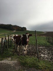 Vaches &agrave; Colombey