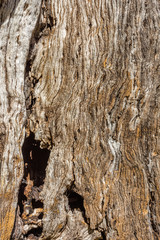 vieux tronc de filaos sec et troué 