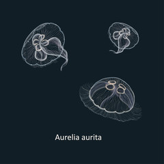 Hand drawn vector illustration of jellyfish Aurelia aurita, also called the common jellyfish, moon jellyfish, moon jelly, or saucer jelly against dark background © Free_styler