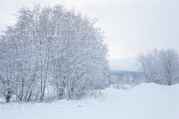 Fototapeta premium beautiful winter landscape snow tree